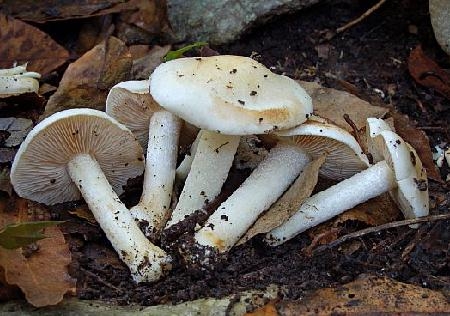 Hebeloma eburneum